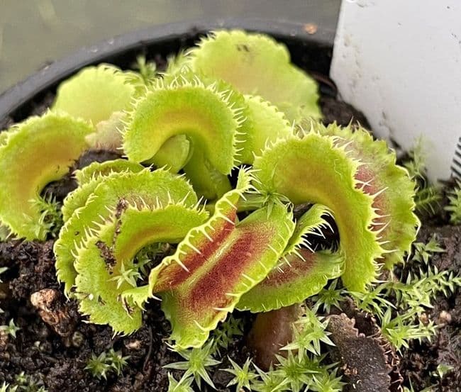 FT39 Dionaea muscipula Kim Jong-II