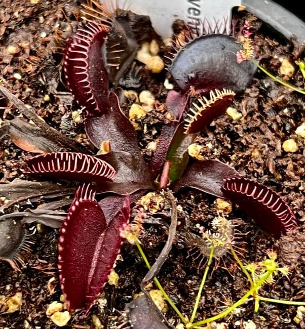 FT40 Dionaea muscipula pink venus Small