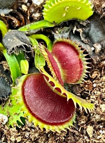 FT42 Dionaea muscipula DCXL x UP GIANT SMLL