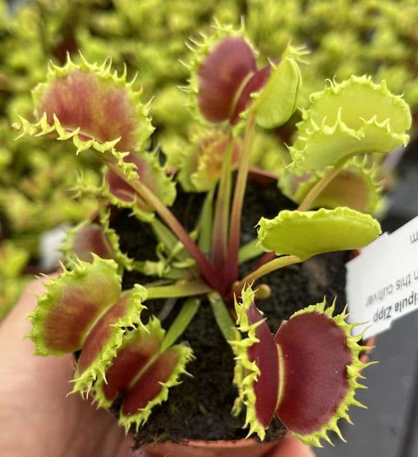 ft45-dionaea-muscipula-zipp-(2