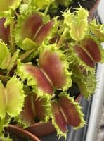FT45 Dionaea muscipula Zipp