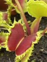 FT45 Dionaea muscipula Zipp