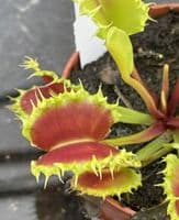 FT45 Dionaea muscipula Zipp