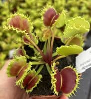 FT45 Dionaea muscipula Zipp