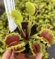 FT45 Dionaea muscipula Zipp