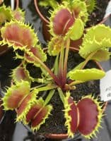 ft45-dionaea-muscipula-zipp-