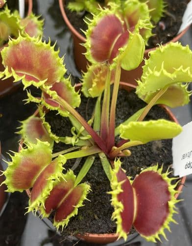 FT45 Dionaea muscipula Zipp