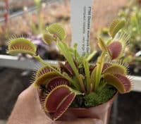 FT65 Venus Flytrap ‘Giant Trap’
