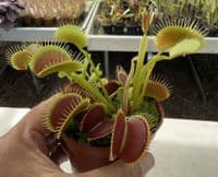 FT65 Venus Flytrap ‘Giant Trap’