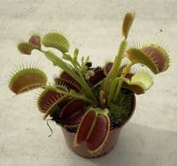 FT65 Venus Flytrap ‘Giant Trap’