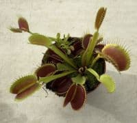FT65 Venus Flytrap ‘Giant Trap’