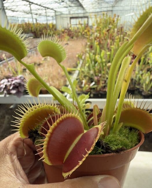 FT65 Venus Flytrap ‘Giant Trap’