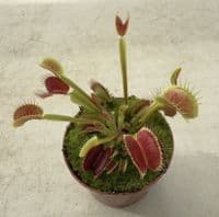 FT66 Venus Flytrap ‘Big Mouth’