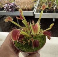 FT66 Venus Flytrap ‘Big Mouth’