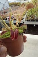 FT66 Venus Flytrap ‘Big Mouth’