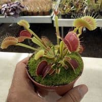 FT66 Venus Flytrap ‘Big Mouth’