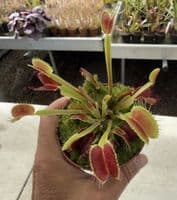FT66 Venus Flytrap ‘Big Mouth’