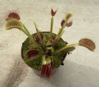 FT66 Venus Flytrap ‘Big Mouth’