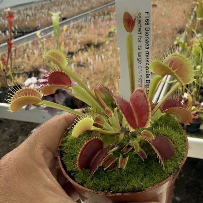 FT66 Venus Flytrap ‘Big Mouth’