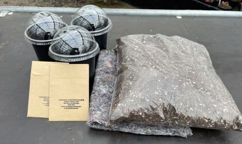 GK07 Dionaea Muscipula Venus Flytrap seed growing kit