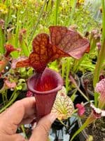 GN32 HC221 x S.x morei Gulf