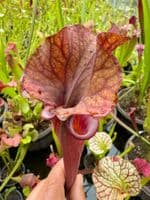 GN32 HC221 x S.x morei Gulf