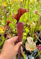 GN32 HC221 x S.x morei Gulf