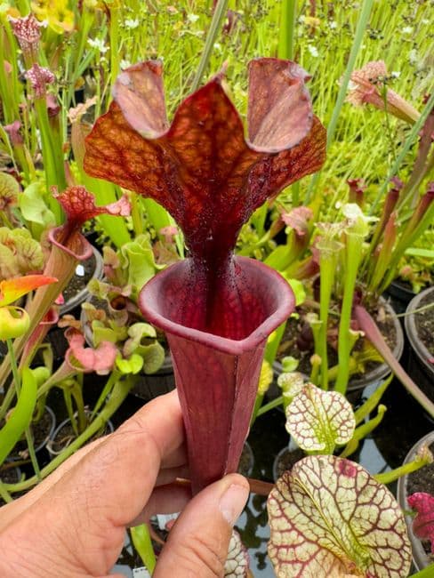 GN32 HC221 x S.x morei Gulf