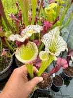 GN35 SH078 S.Leah wilkerson x S.Adrian slack