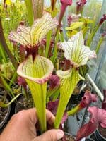 GN35 SH078 S.Leah wilkerson x S.Adrian slack