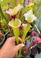 GN35 SH078 S.Leah wilkerson x S.Adrian slack