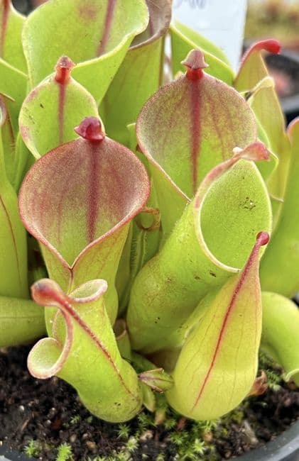 Heliamphora nutans x heterodoxa
