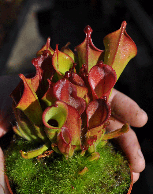 食虫植物 Heliamphora heterodoxa x ionasi ヘリアンフォラ