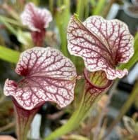 Sarracenia cv Anne Carlisle | North American Pitcher Plant