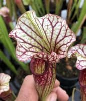 Sarracenia cv Anne Carlisle | North American Pitcher Plant