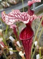 Sarracenia cv Anne Carlisle | North American Pitcher Plant