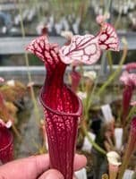 Sarracenia cv Anne Carlisle | North American Pitcher Plant