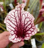 Sarracenia cv Anne Carlisle | North American Pitcher Plant