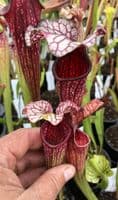 Sarracenia cv Anne Carlisle | North American Pitcher Plant