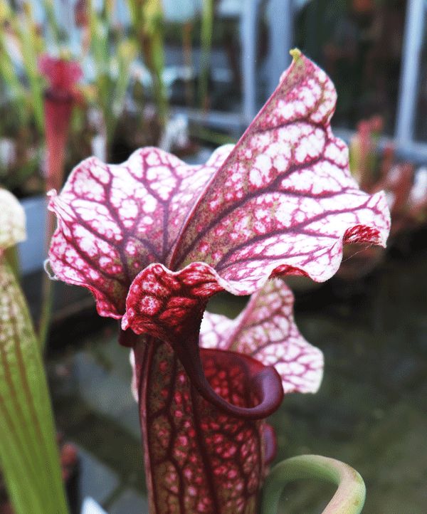 Sarracenia cv Anne Carlisle | North American Pitcher Plant
