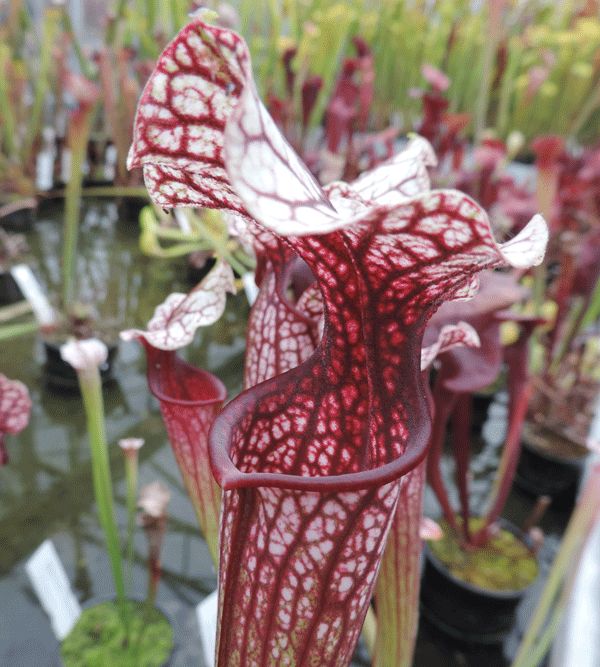 Sarracenia cv Anne Carlisle | North American Pitcher Plant