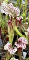 Sarracenia cv Anne Carlisle | North American Pitcher Plant