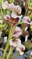 Sarracenia cv Anne Carlisle | North American Pitcher Plant