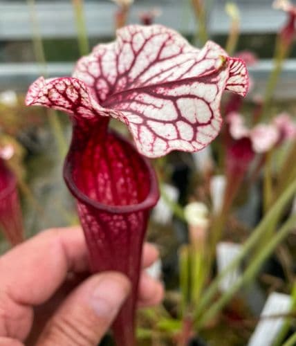 H03 Sarracenia cv Anne Carlisle