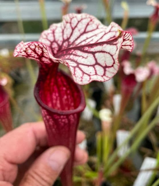 Sarracenia cv Anne Carlisle | North American Pitcher Plant