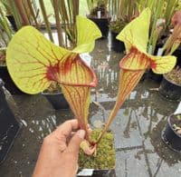 H10 SH1012 Sarracenia cv Peaches