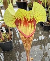 H10 SH1012 Sarracenia cv Peaches