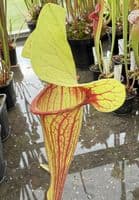 H10 SH1012 Sarracenia cv Peaches