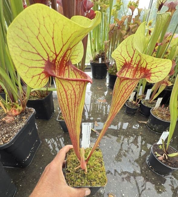 H10 SH1012 Sarracenia cv Peaches