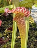 H1017 Sarracenia cv Mardi Gras